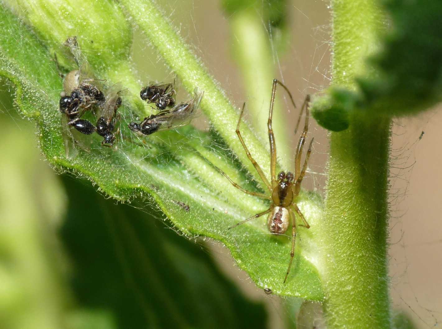 Coppia di Kochiura aulica?